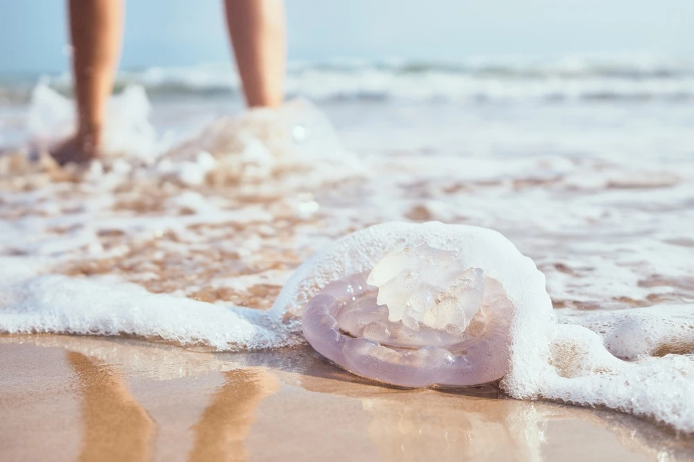 jellyfish on beach near person's feet.